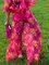 Vacation Floral Printing Wide Leg Pants